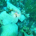 GOPR0615