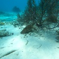 GOPR0666