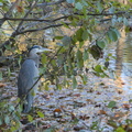 shoreline heron