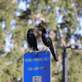 grackles
