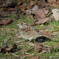 white-throated sparrow