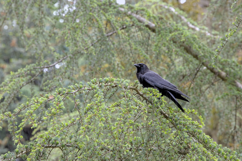 A common raven perches on a branch in light rain in the Washington Park Arboretum. 20240505_0148.jpg