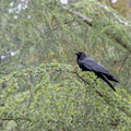 raven in rain