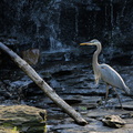 blue heron in spillway