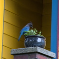 steller's jay