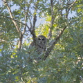 barred owl