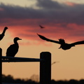 double crested cormorants at sunset