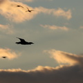 double-crested cormorants in flight