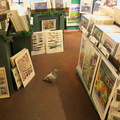 pigeon shopping